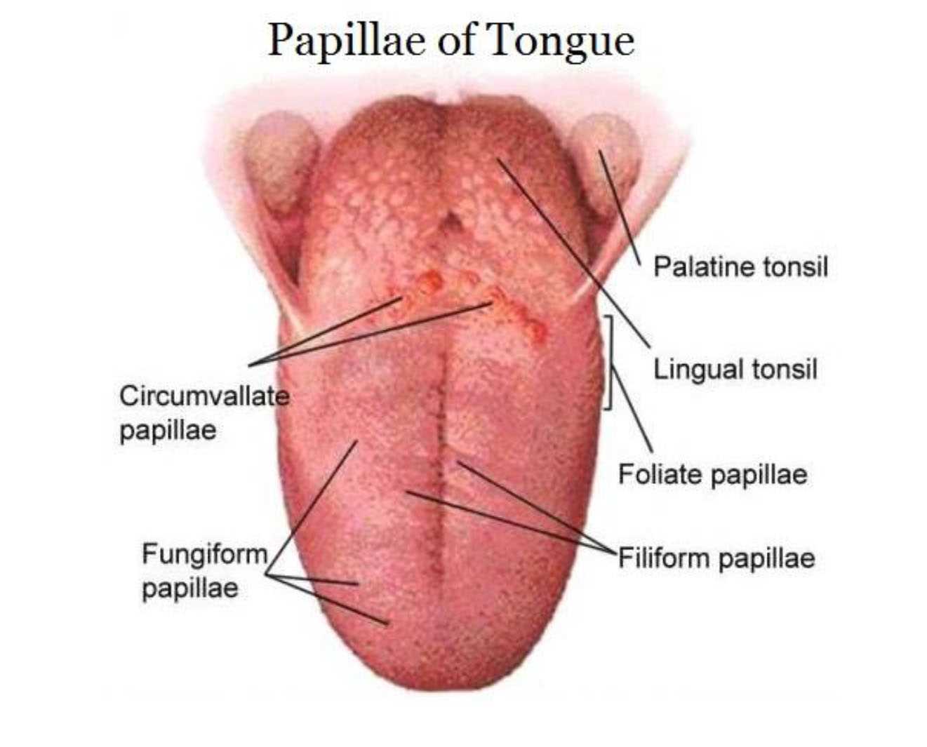 parts of tongue diagram