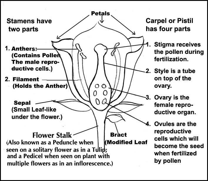 parts of flower diagram