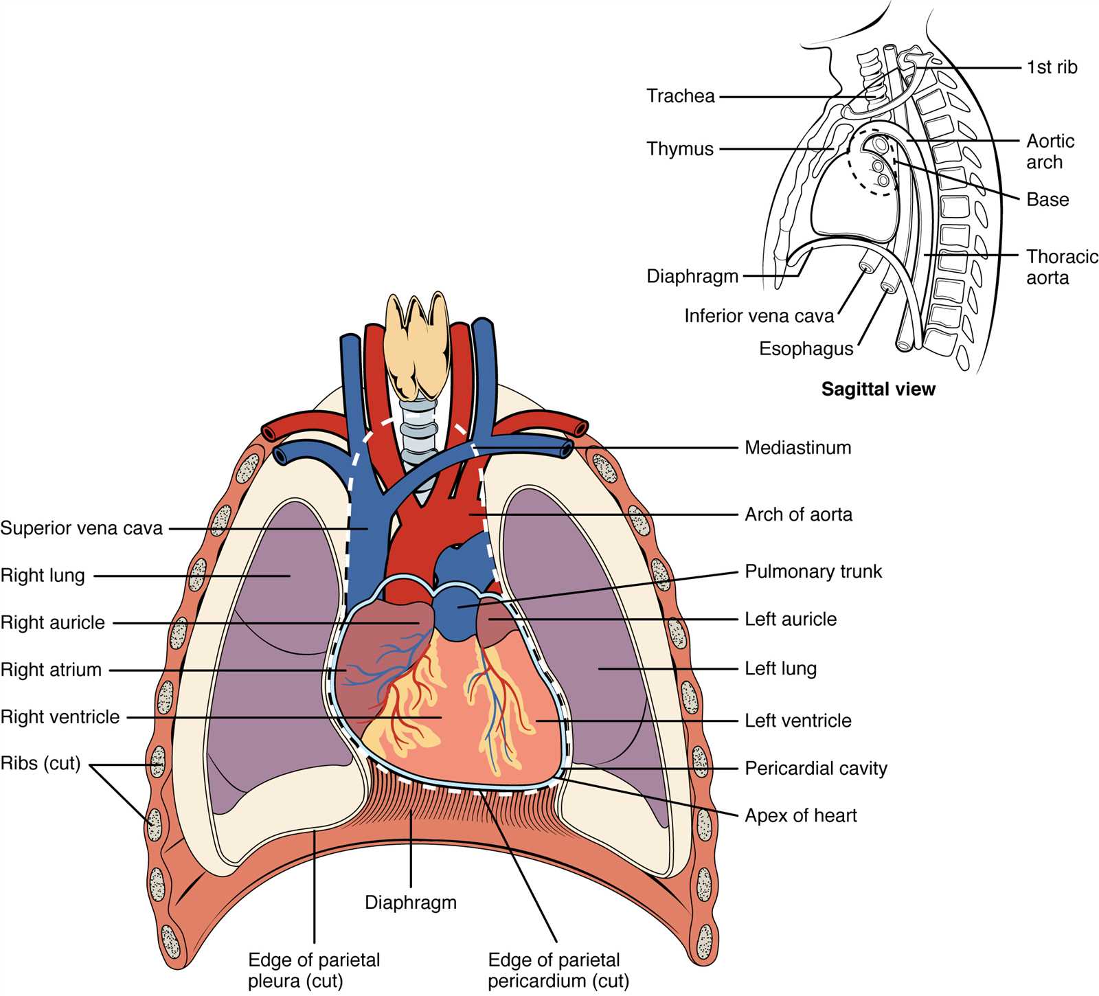 parts of your heart diagram