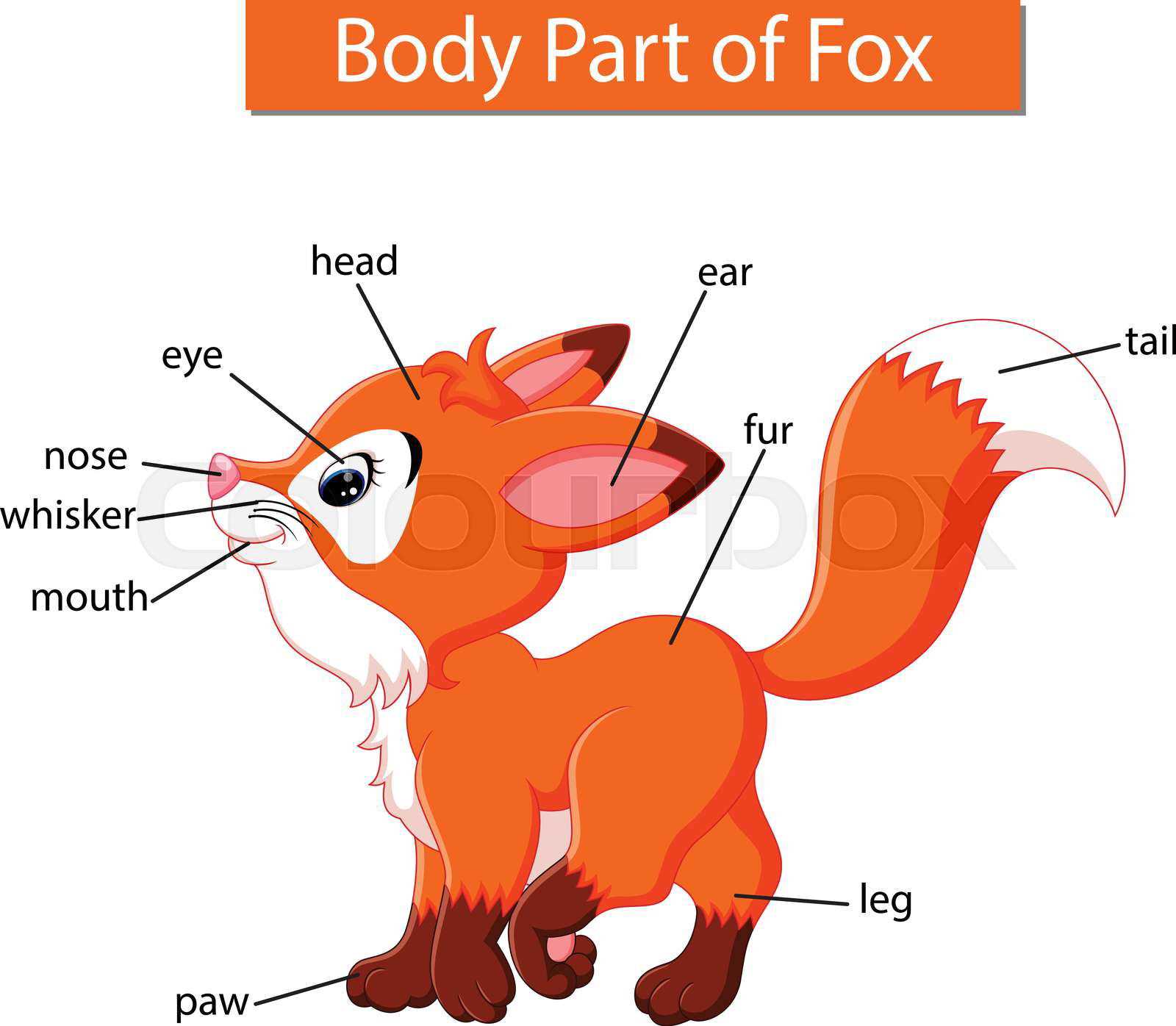 sheep parts diagram