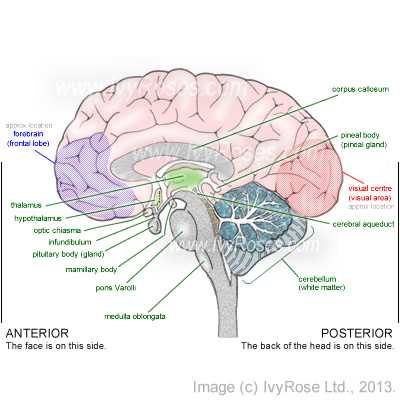 parts of the brain diagram labeled