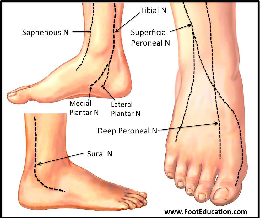 parts of the ankle diagram