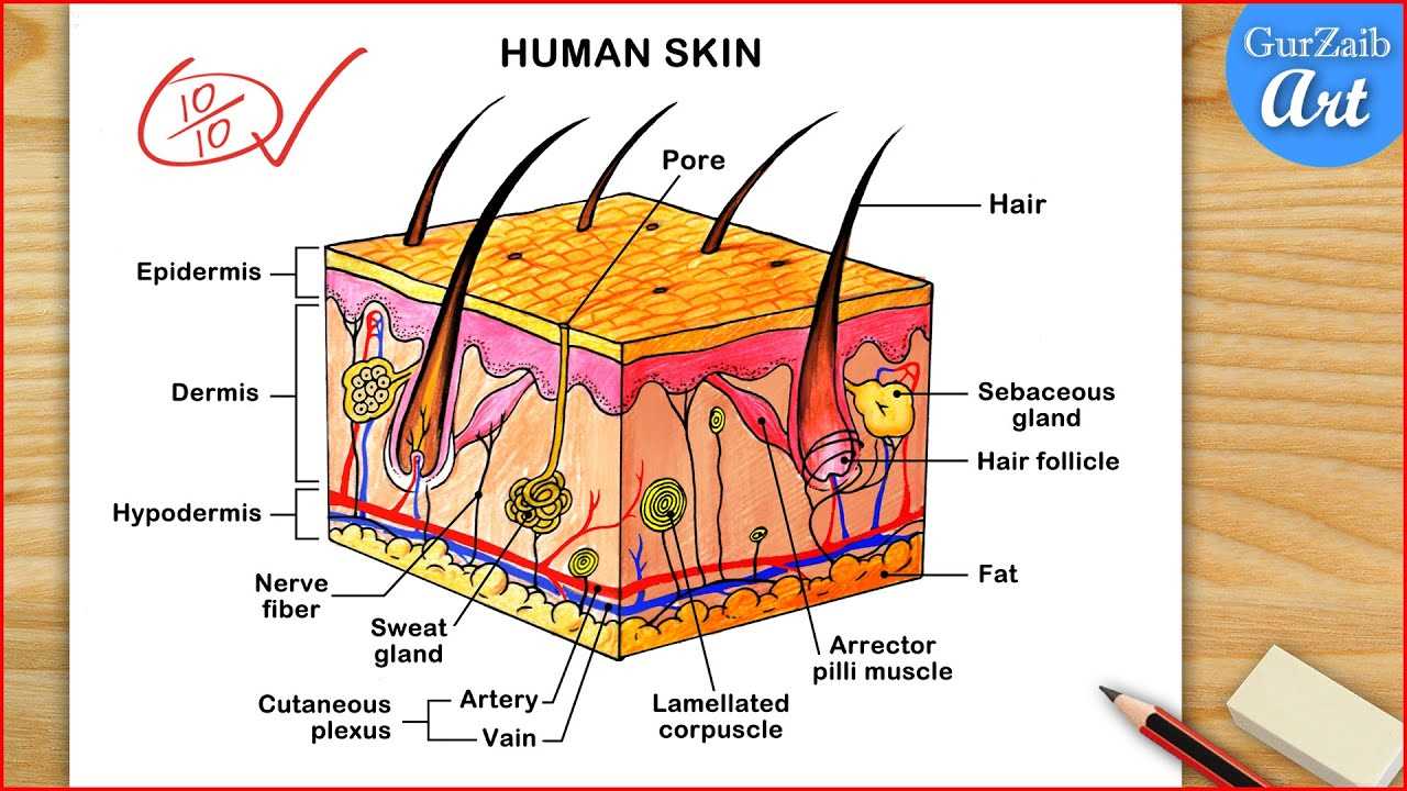 skin diagram with parts