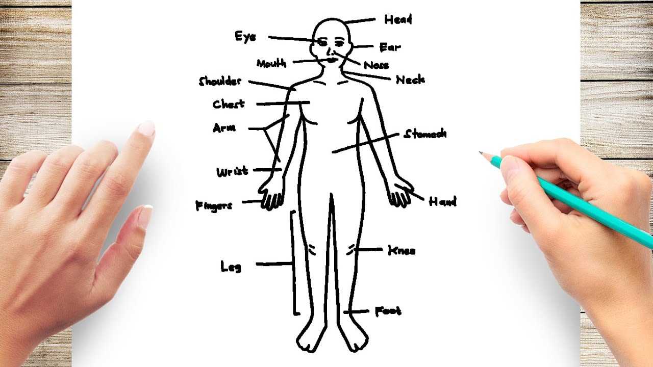 parts of the body diagram