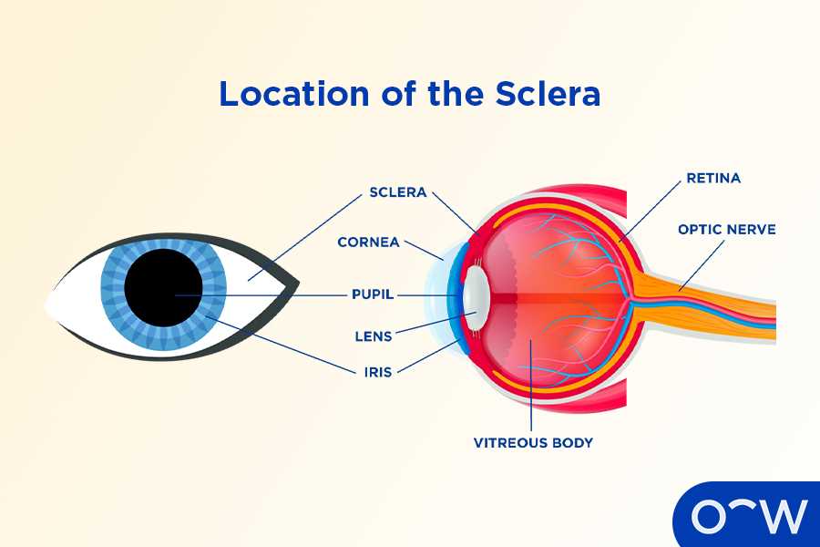 parts of the eyeball diagram