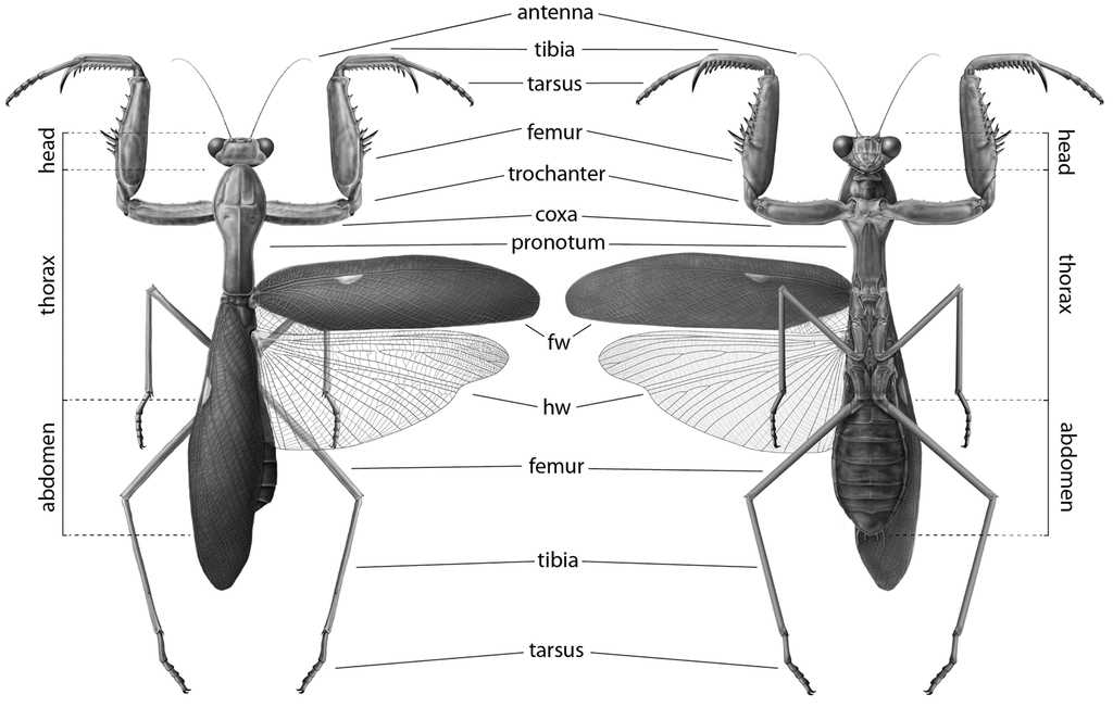 praying mantis body parts diagram