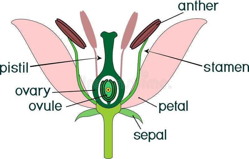 parts of flower labelled diagram