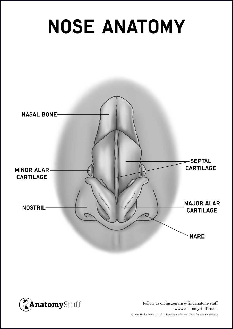 parts of human nose diagram