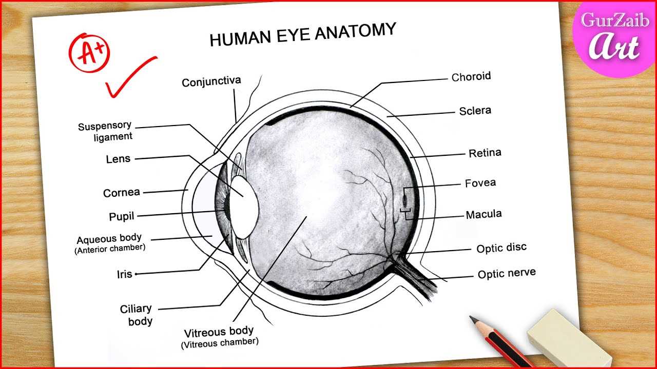 parts of human eye diagram