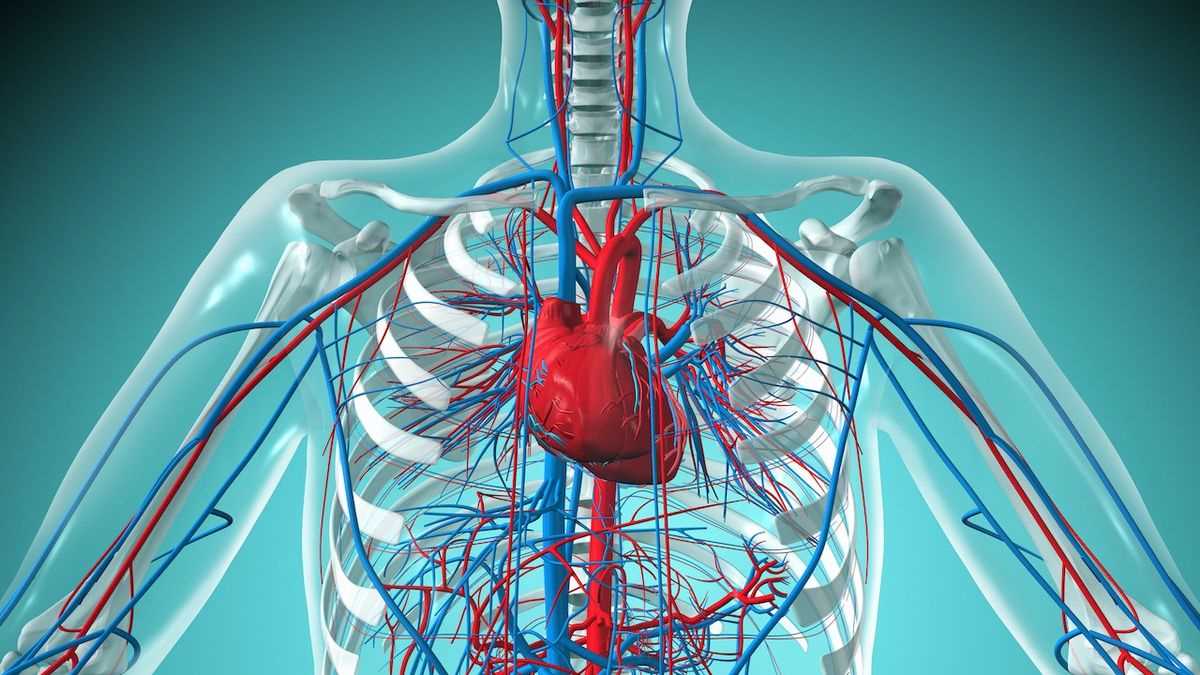 parts of human heart diagram