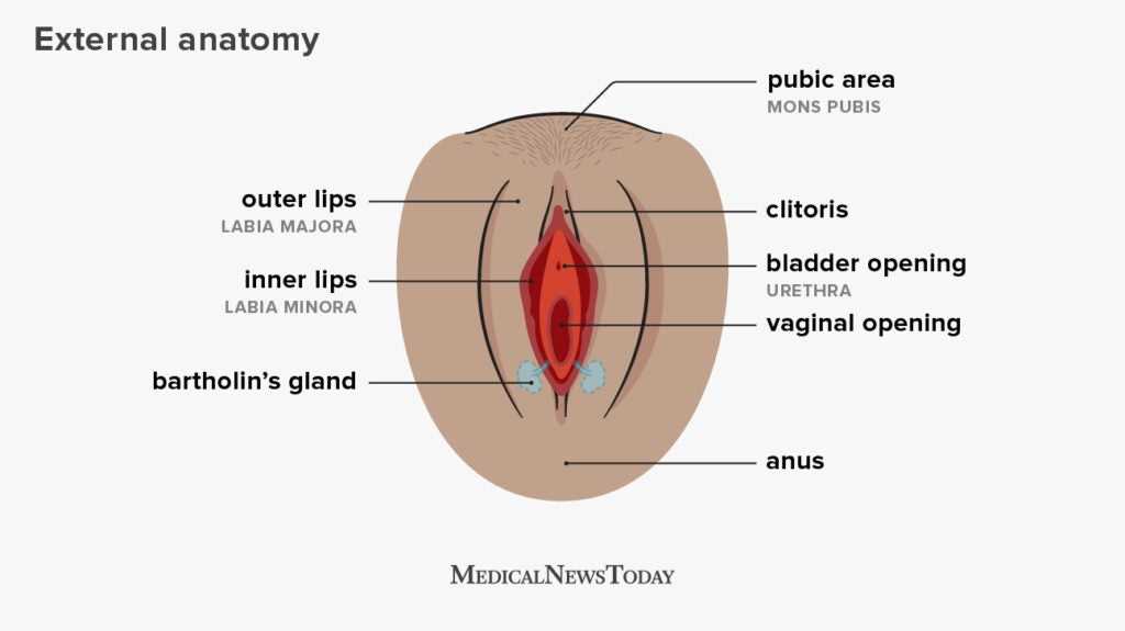 parts of uterus diagram