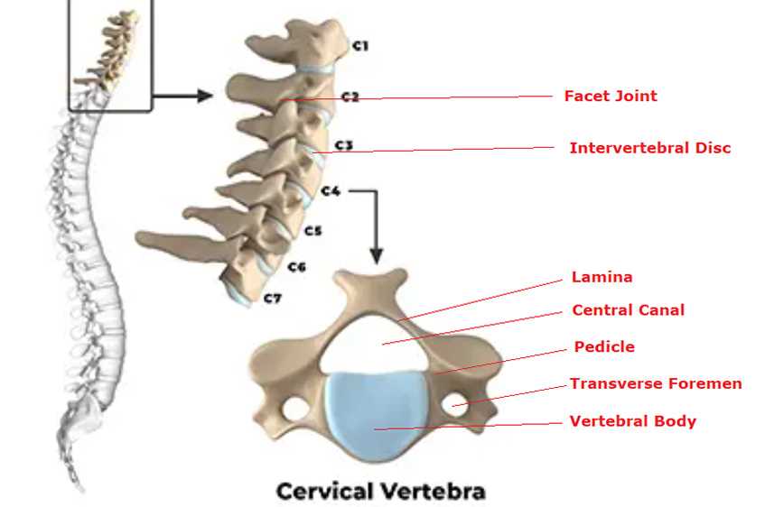 parts of the spine diagram