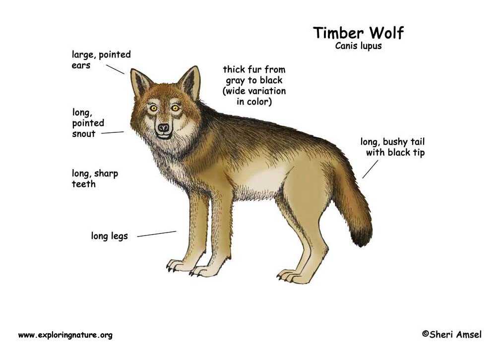 wolf parts diagram