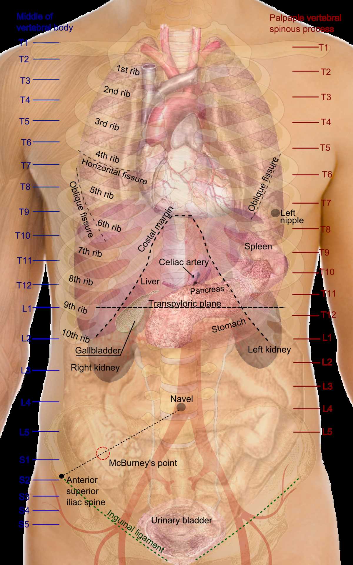 parts of female body diagram