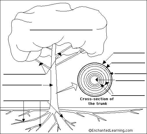 tree diagram parts