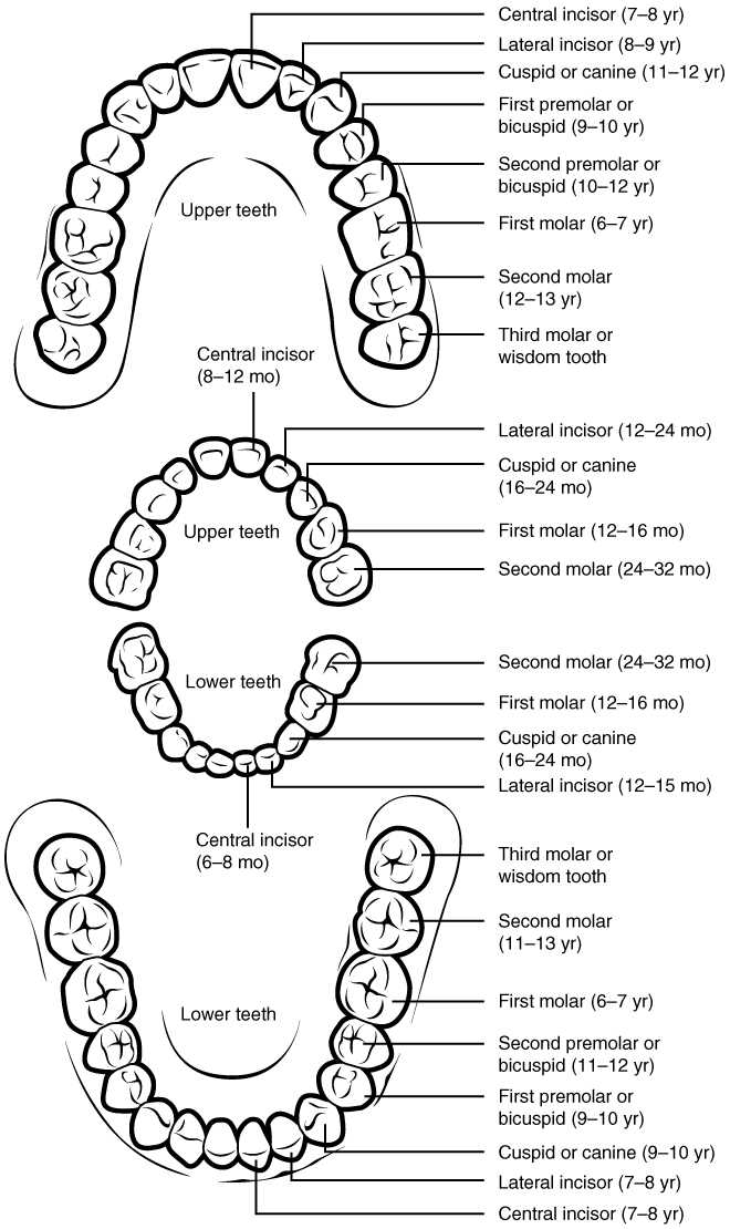 parts of the mouth and throat diagram