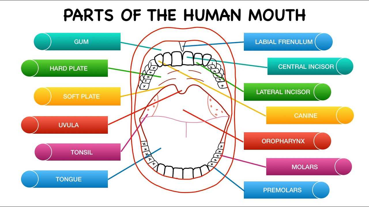 parts of mouth diagram