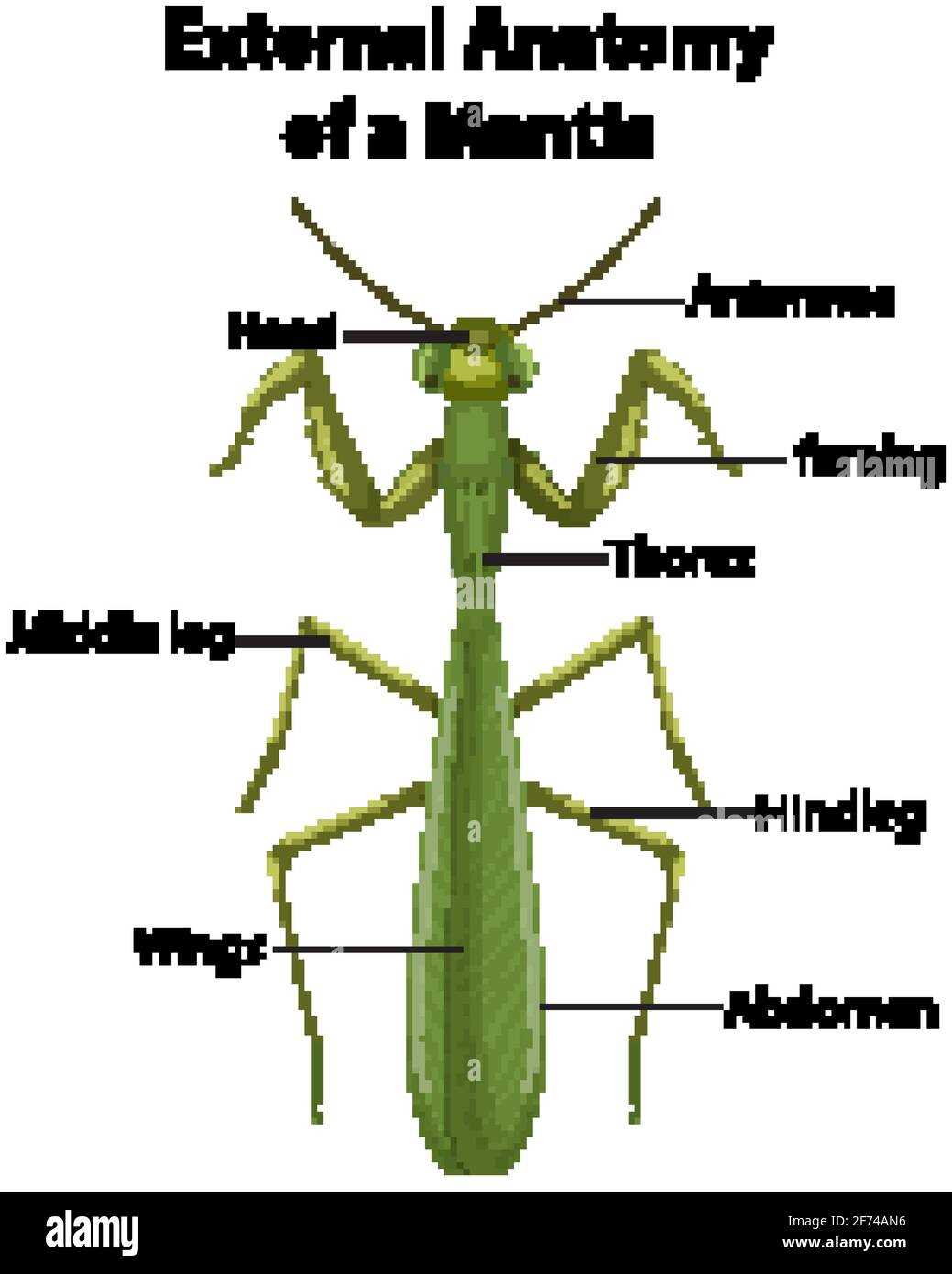 praying mantis body parts diagram