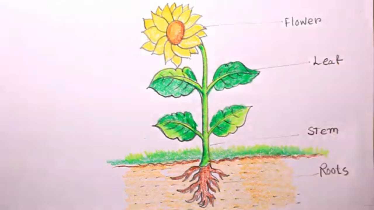 parts of sunflower diagram