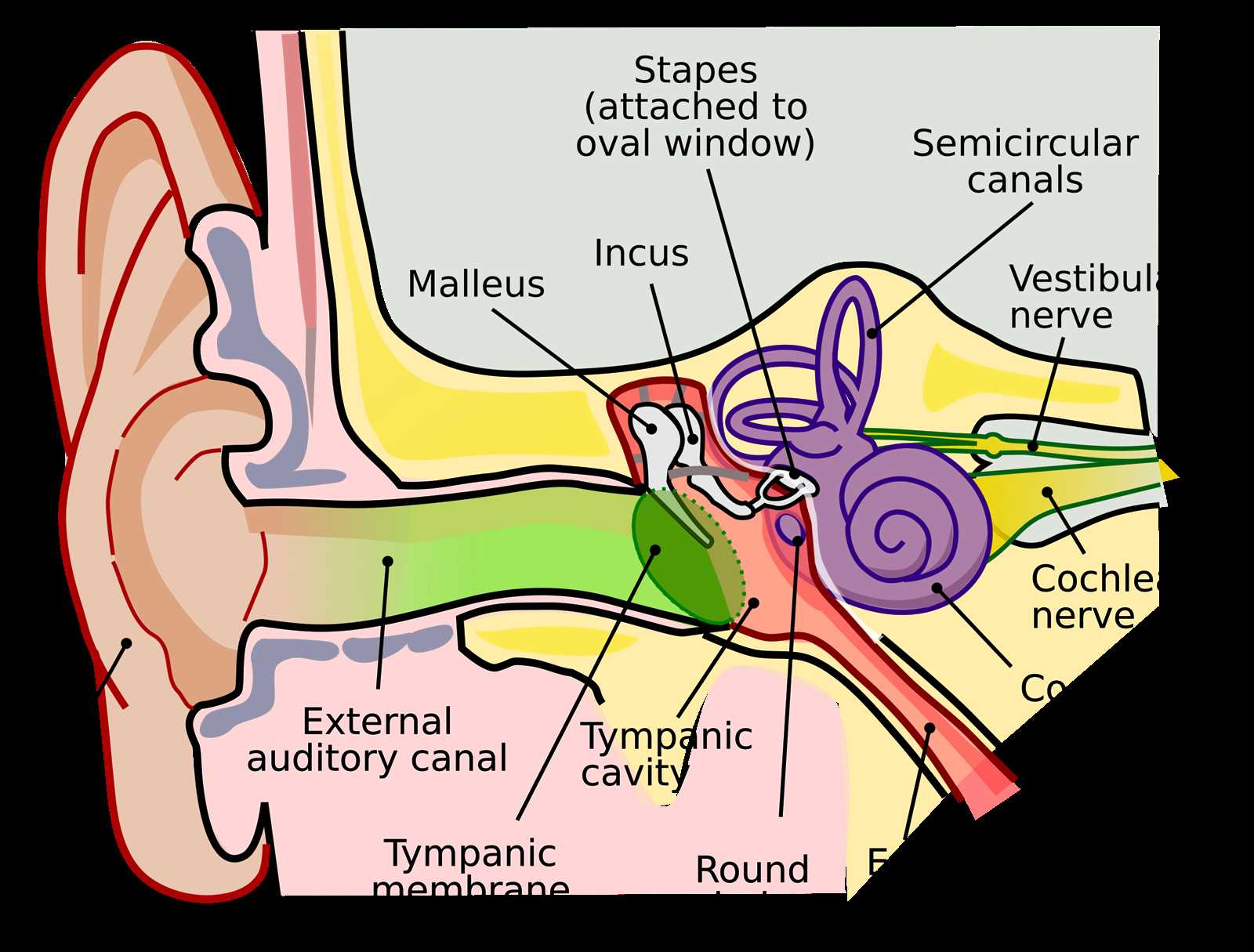 parts of ear diagram