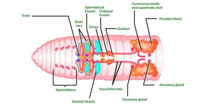 parts of an earthworm diagram