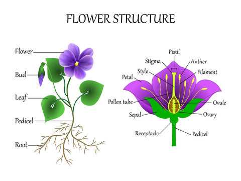 parts of flower labelled diagram