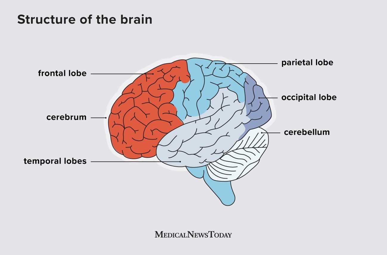 parts of the brain and their functions diagram