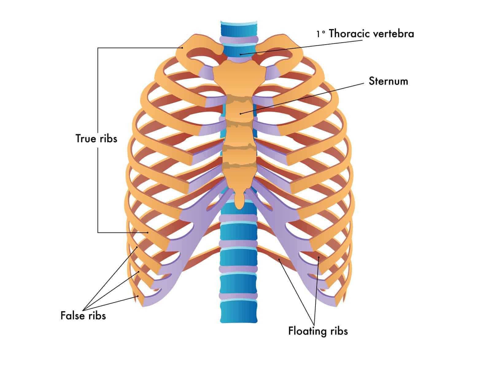 skeletal system parts diagram