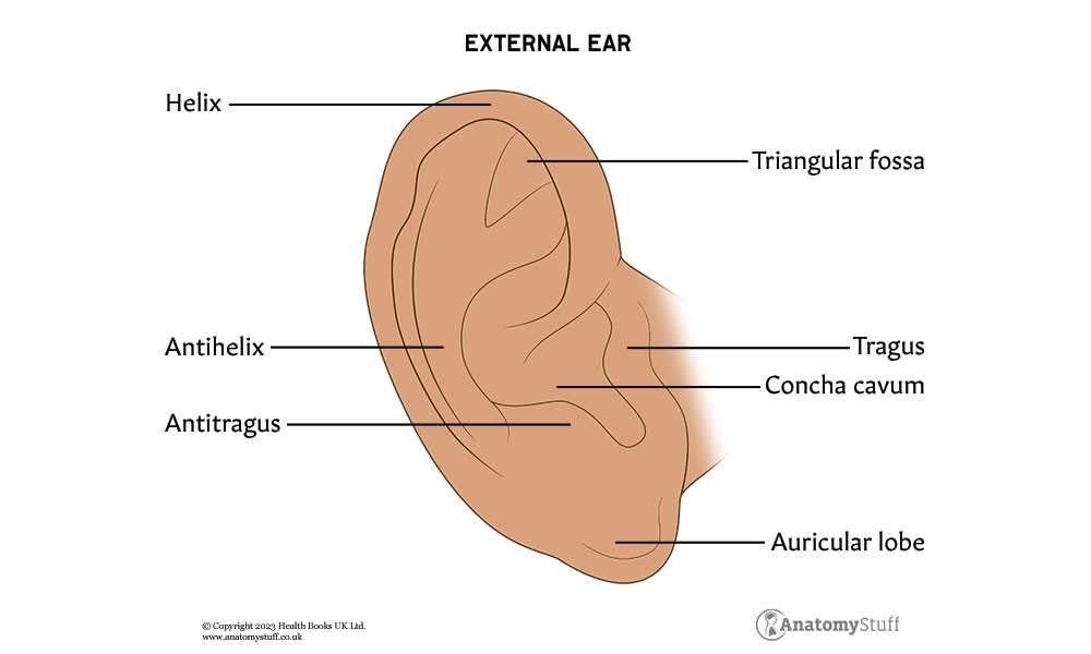 parts of the external ear diagram