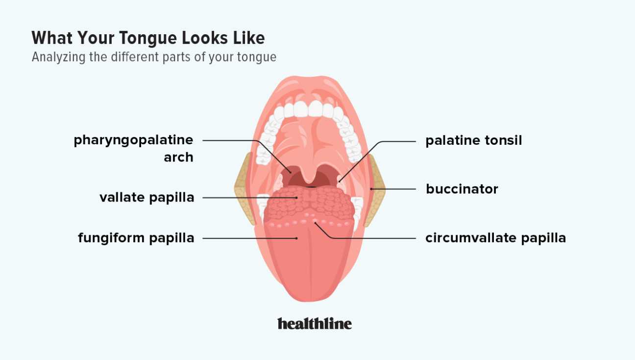 parts of the tongue diagram