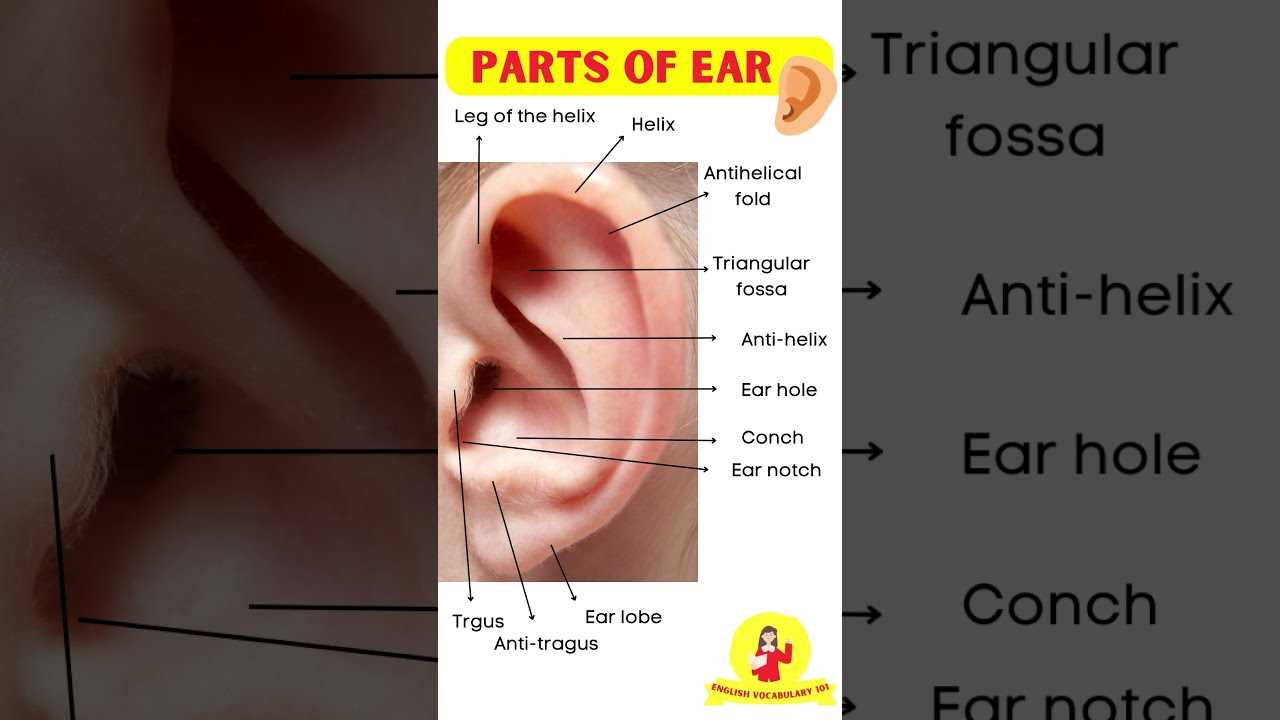 parts of outer ear diagram