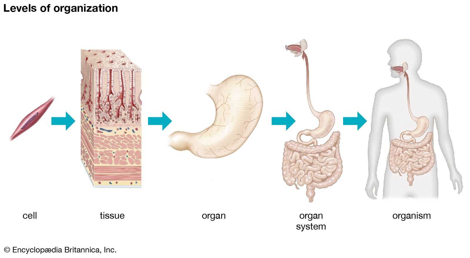 the human body parts diagram