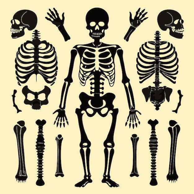 skeleton parts diagram