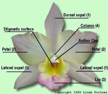 parts of an orchid diagram