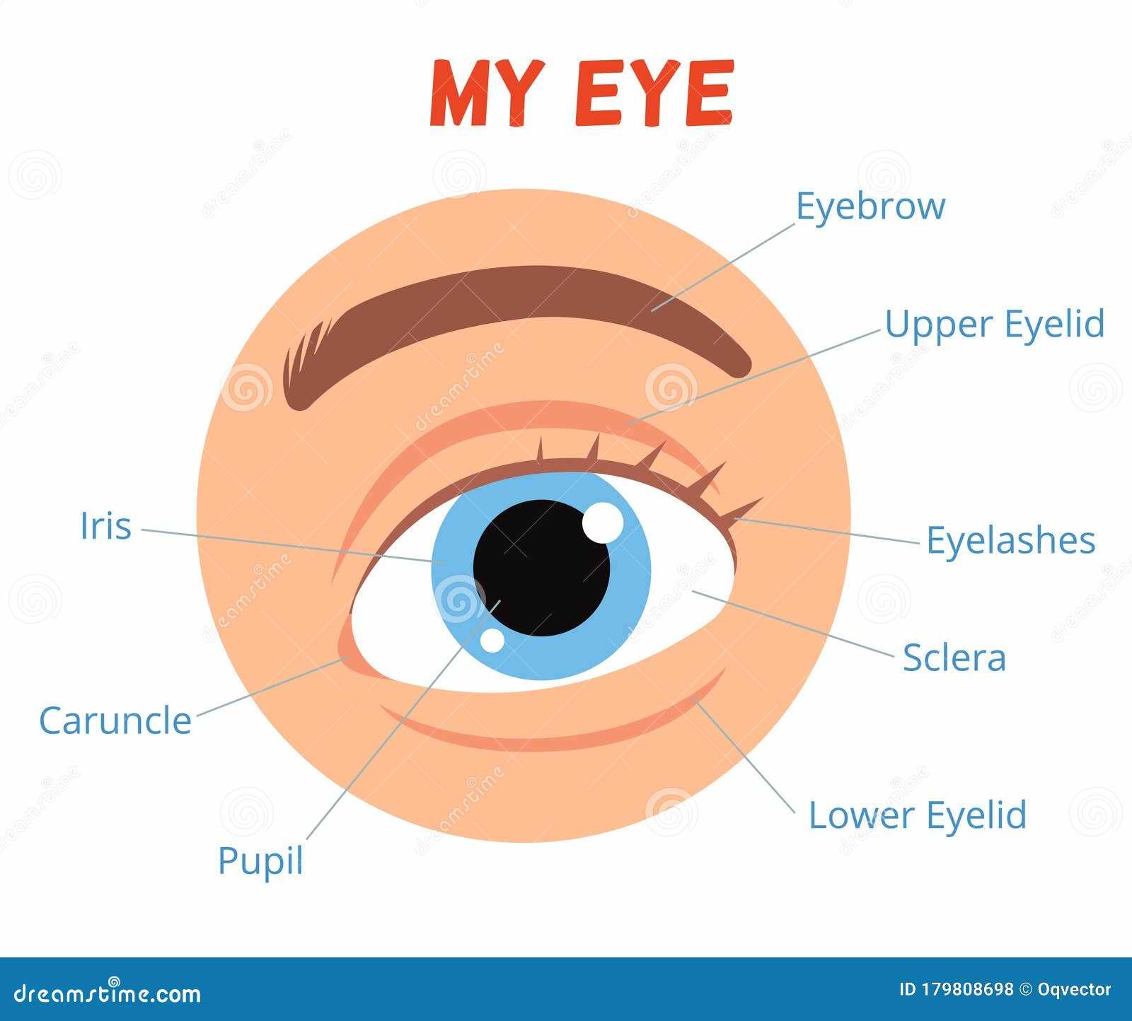 parts of eye diagram