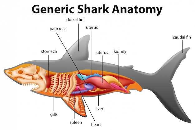 parts of a whale diagram