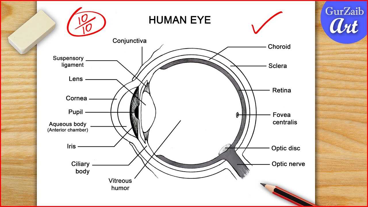 parts of eyeball diagram