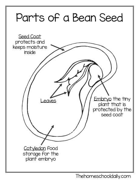 seed parts diagram