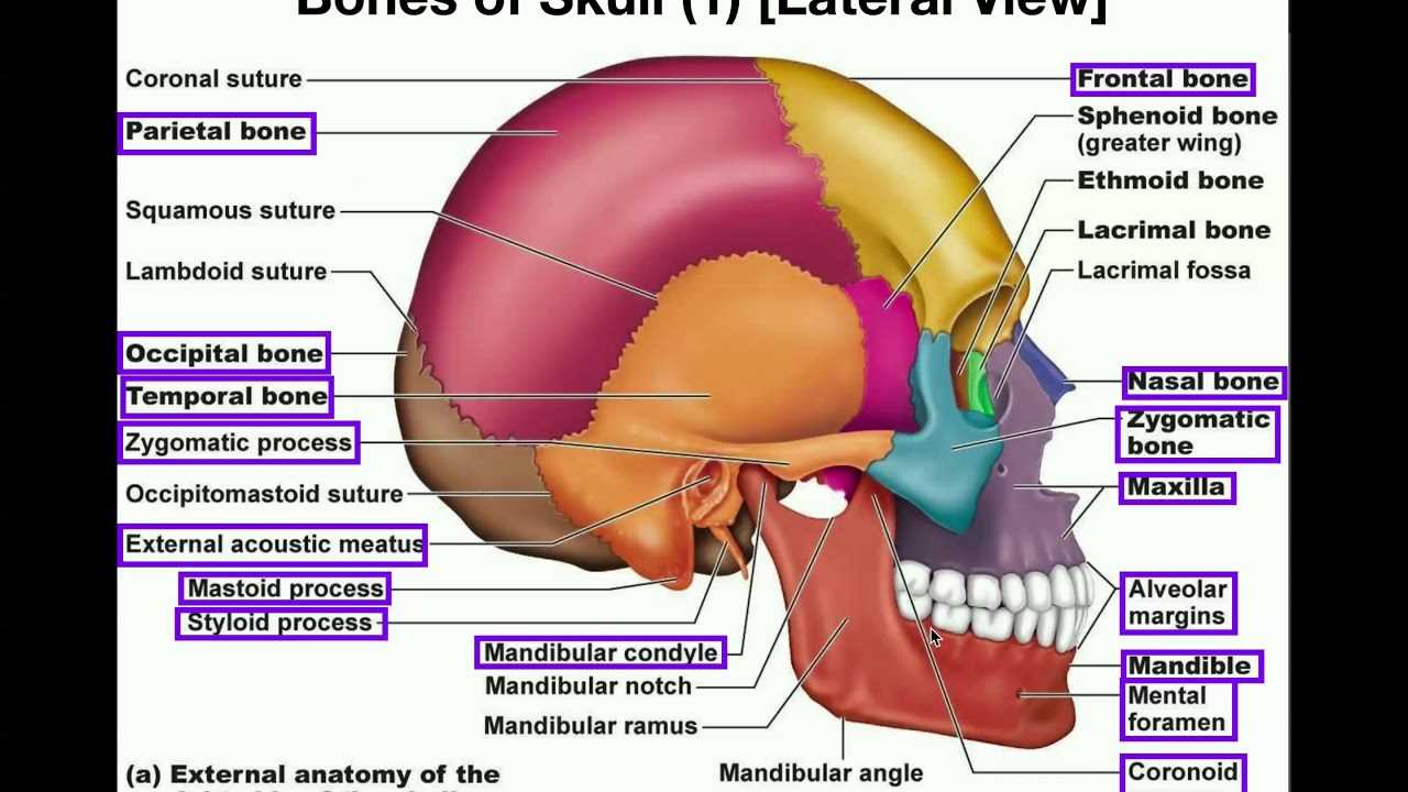 parts of skull diagram