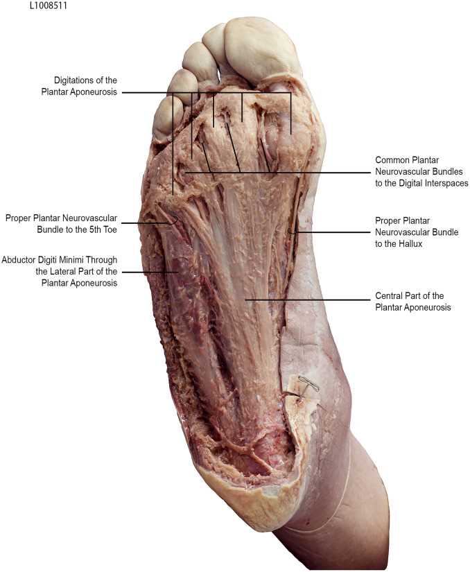 parts of foot diagram