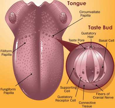 tongue taste parts diagram