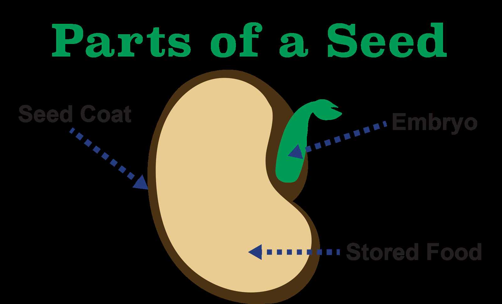 seed parts diagram