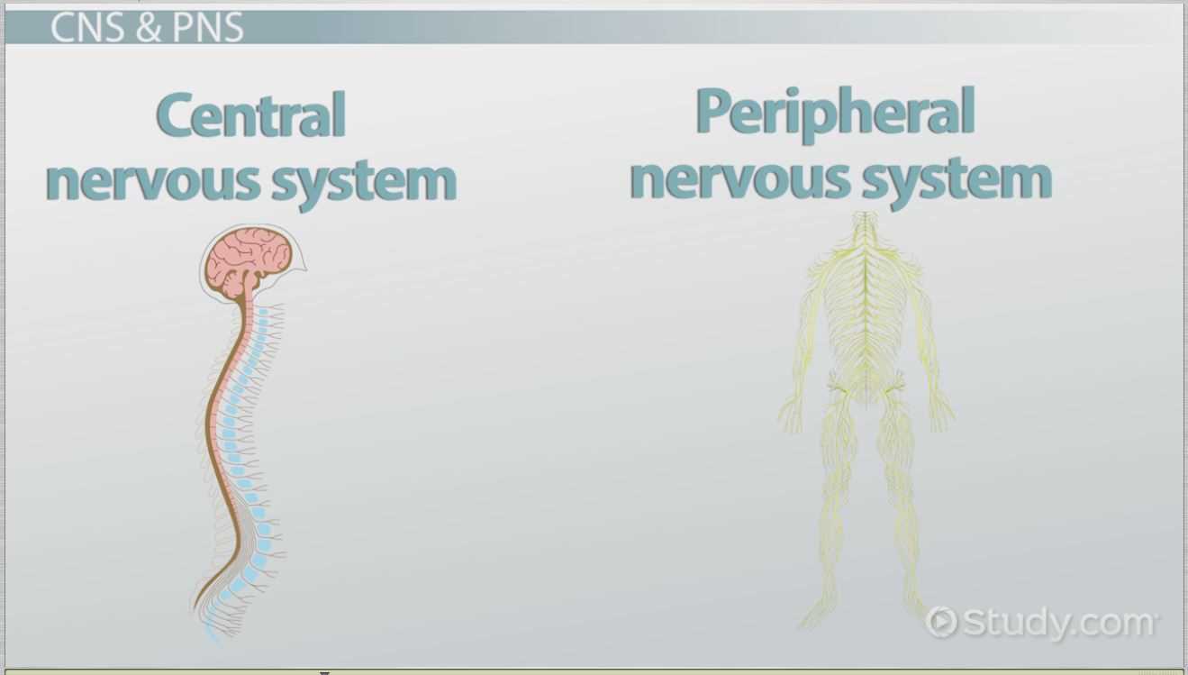 parts of nervous system diagram