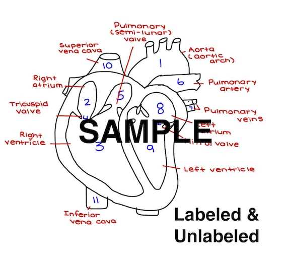 parts of heart diagram