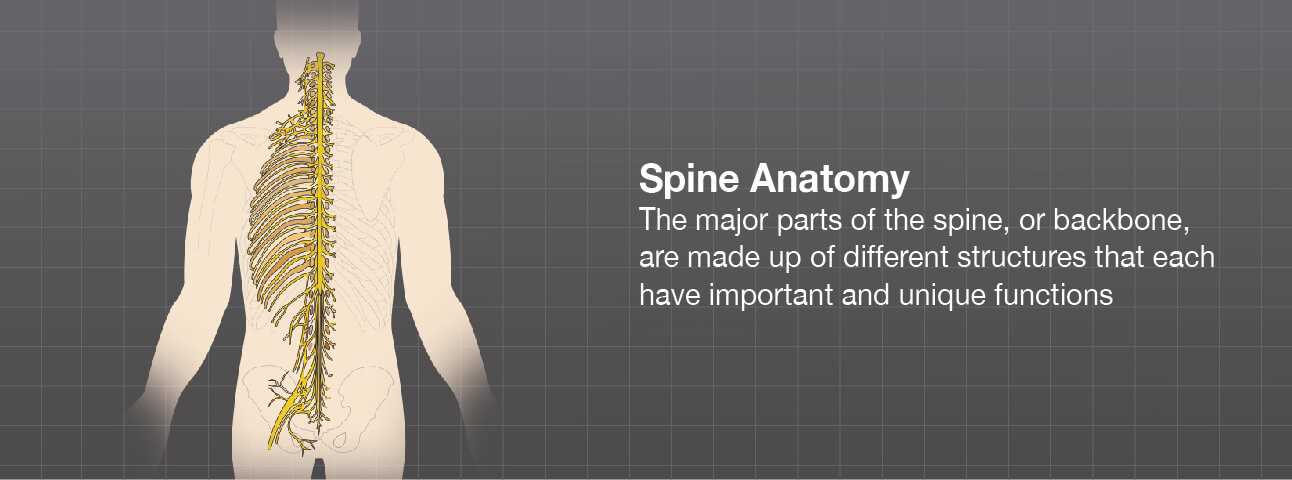 parts of the spine diagram