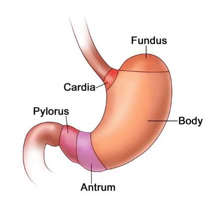 parts of your stomach diagram