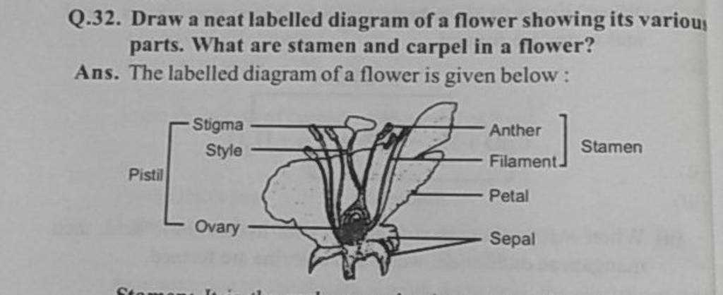 parts of flower labelled diagram