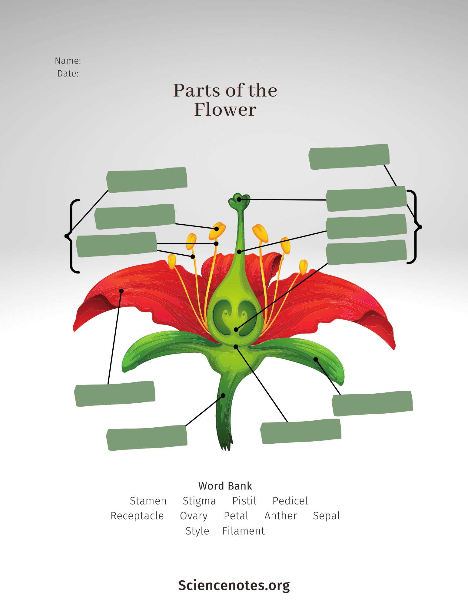 parts of flower diagram labeled