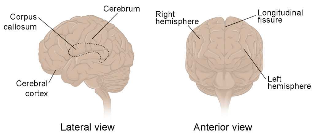 parts of human brain diagram