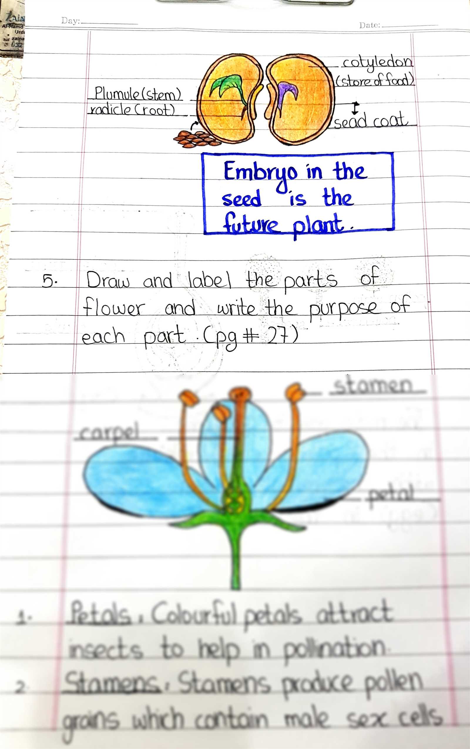 parts of a seed diagram